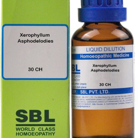 30-ch-xerophyllum-asphodelodies-sbl-original-imagy7zbzbgh78su.jpeg