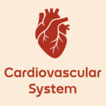 Illustration of a heart with the text "Cardiovascular System" below it, set against a soft beige background.