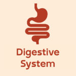 Illustration of the digestive system with stylized organs and the text "Digestive System" below it.