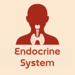 Illustration of a human silhouette highlighting the endocrine system, featuring the thyroid gland and other key components.