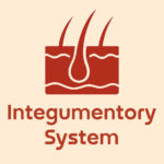Illustration depicting the integumentary system with skin layers and hair follicles, accompanied by the title "Integumentory System."