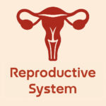Illustration of the female reproductive system featuring a uterus and ovaries with the label "Reproductive System" below.