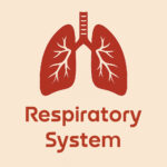Artistic representation of human lungs with detailed bronchi, labeled "Respiratory System" below on a beige background.