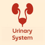 Illustration of the urinary system featuring kidneys and bladder with labeled text "Urinary System" in a modern design.